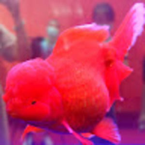 Meet your Posher, Ascher